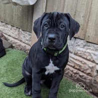 Cane Corso - Both