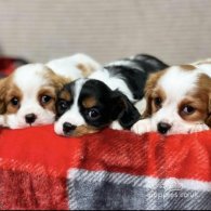 Cavalier King Charles Spaniel - Both