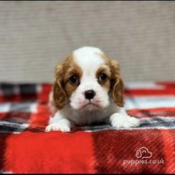 Cavalier King Charles Spaniel - Both