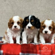 Cavalier King Charles Spaniel - Both