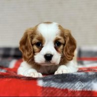 Cavalier King Charles Spaniel - Both