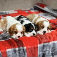 Cavalier King Charles Spaniel - Both