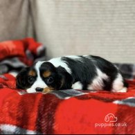 Cavalier King Charles Spaniel - Both