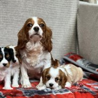 Cavalier King Charles Spaniel - Both