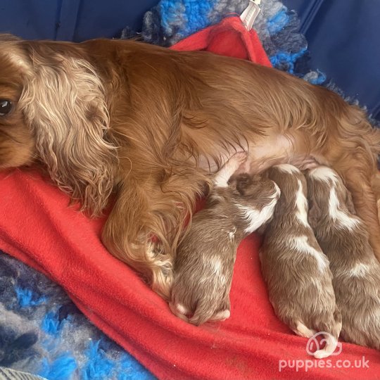 Cavalier King Charles Spaniel - Bitches