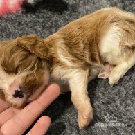 Cavalier King Charles Spaniel - Bitches