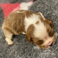 Cavalier King Charles Spaniel - Bitches