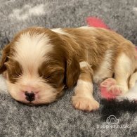 Cavalier King Charles Spaniel - Bitches