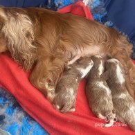 Cavalier King Charles Spaniel - Bitches