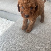 Cavapoo - Both