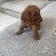 Cavapoo - Both