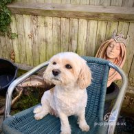 Cavapoo - Dogs