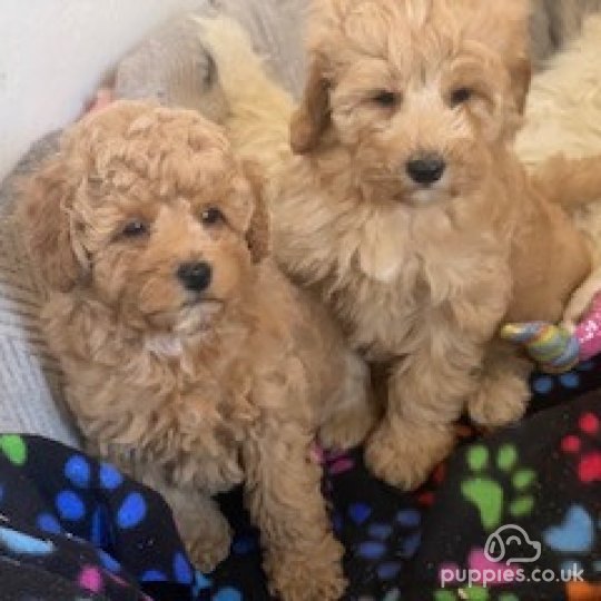 Cavapoo - Both