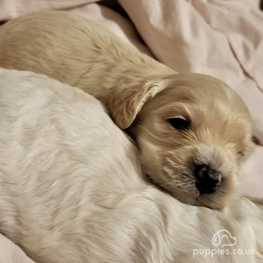 Cavapoo - Dogs