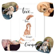 Cavapoo - Dogs