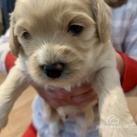 Cavapoo - Dogs