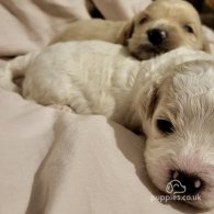 Cavapoo - Dogs