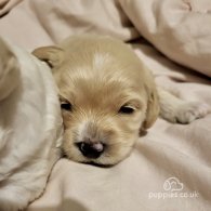 Cavapoo - Dogs