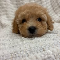 Cavapoo - Both