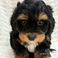 Cavapoo - Both