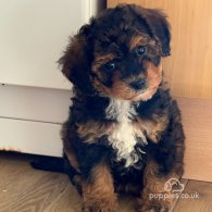 Cavapoo - Both