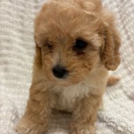 Cavapoo - Both