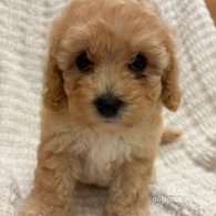 Cavapoo - Both