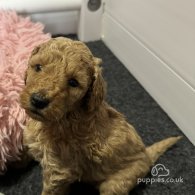 Cavapoo - Both