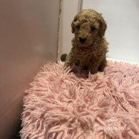 Cavapoo - Both