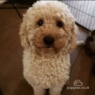 Cavapoo - Both