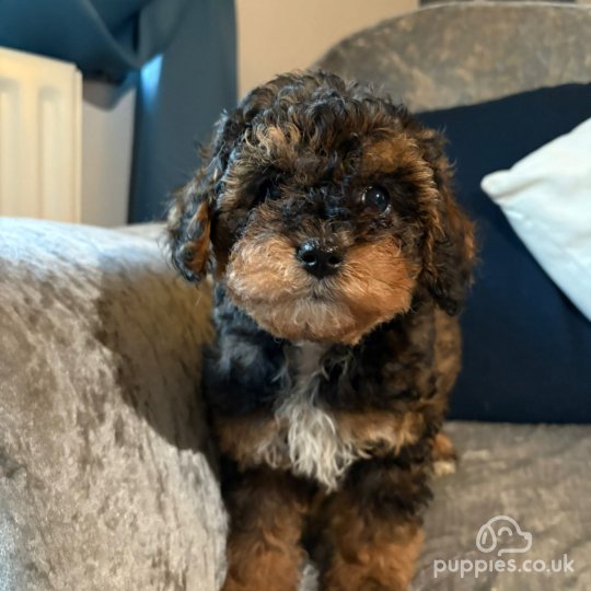 Cavapoo - Both