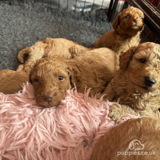 Cavapoo - Both