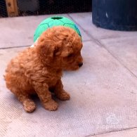 Cavapoo - Both