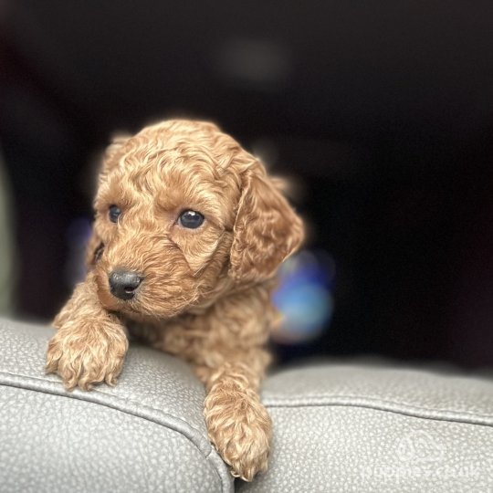 Cavapoo - Both