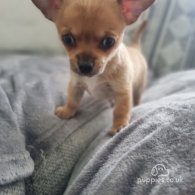 Chihuahua - Dogs