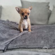 Chihuahua - Dogs