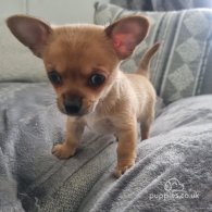 Chihuahua - Dogs