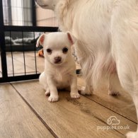 Chihuahua - Both