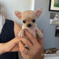 Chihuahua - Both