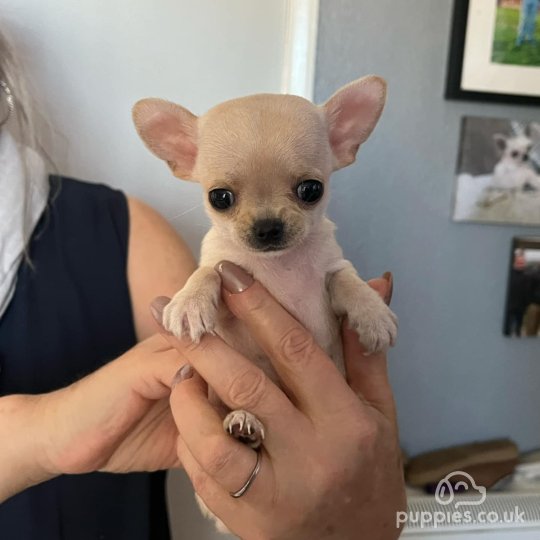 Chihuahua - Both