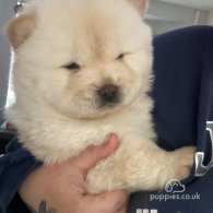 Chow Chow - Both