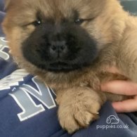 Chow Chow - Both