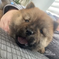 Chow Chow - Both