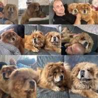 Chow Chow - Both