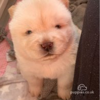 Chow Chow - Both