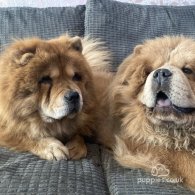 Chow Chow - Both