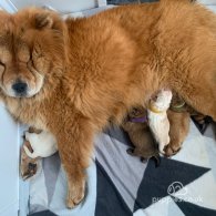 Chow Chow - Both