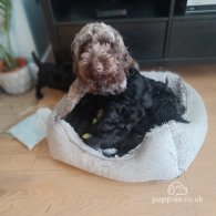 Cockapoo - Both