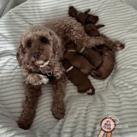 Cockapoo - Both