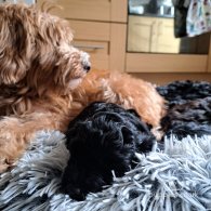 Cockapoo - Both